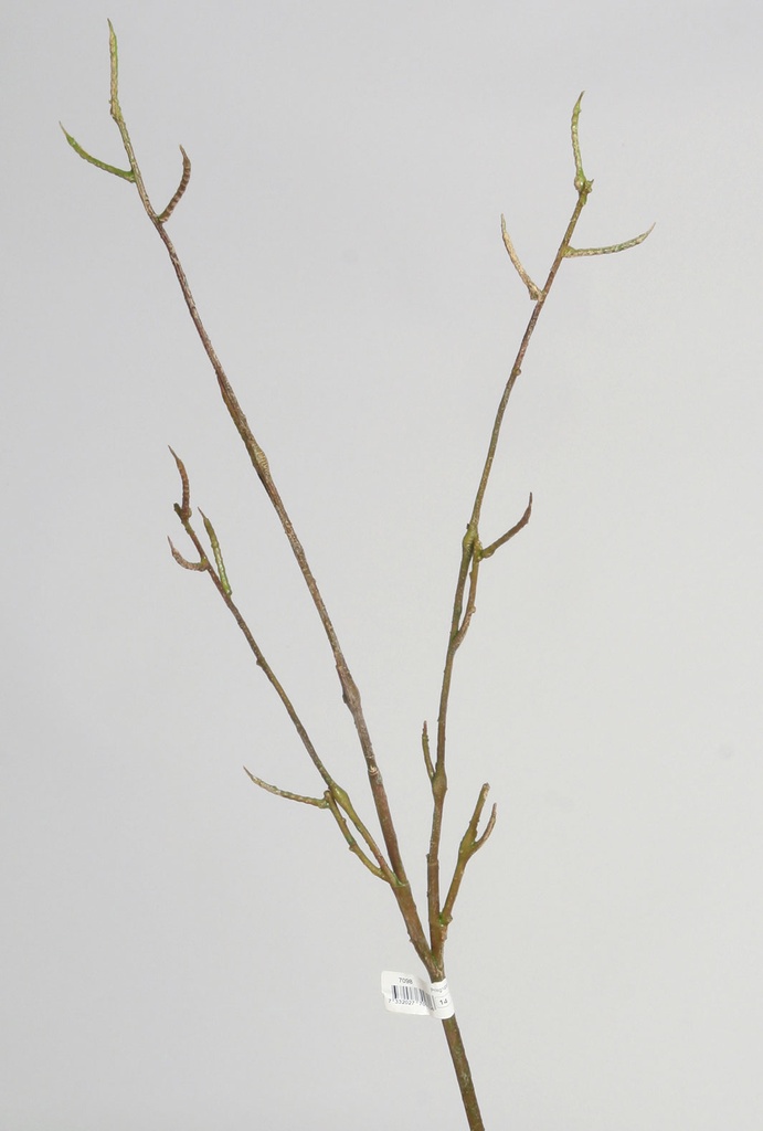 wild birch spray 