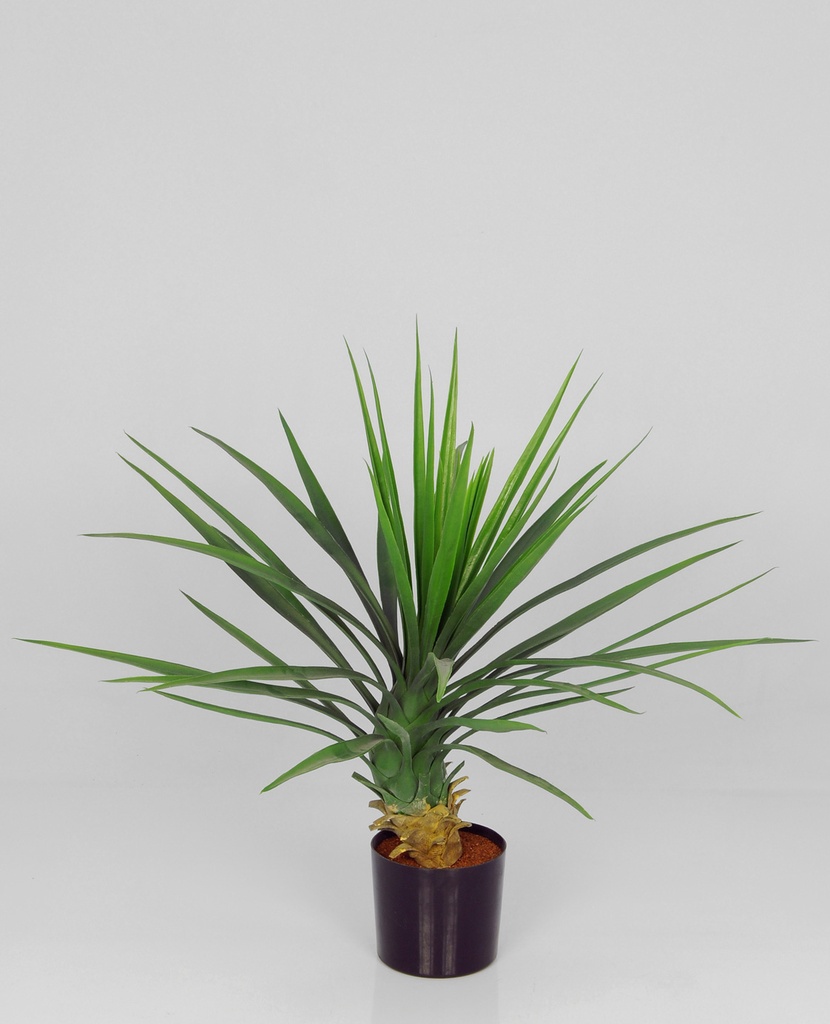 yucca rostrata 