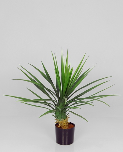yucca rostrata 