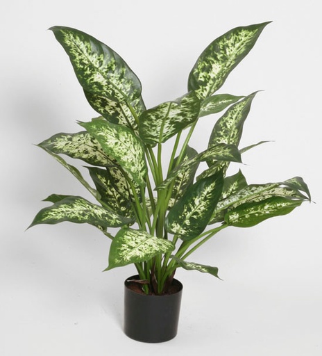[5751] dieffenbachia 
