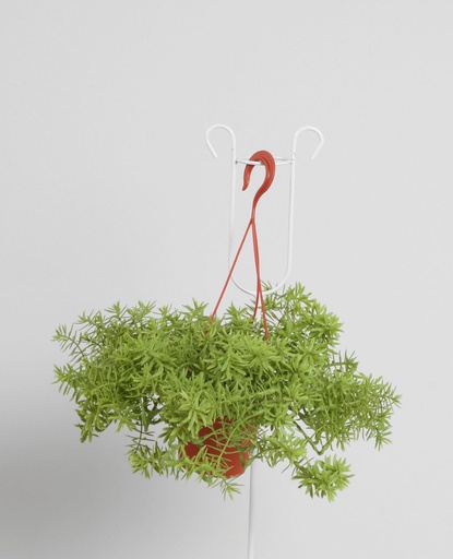 gold senecio 