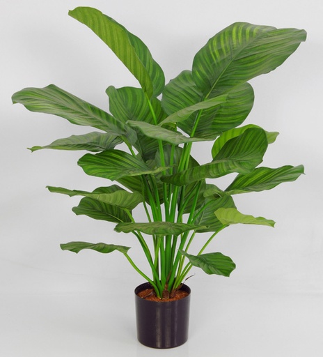 [5753] calathea fasciata 