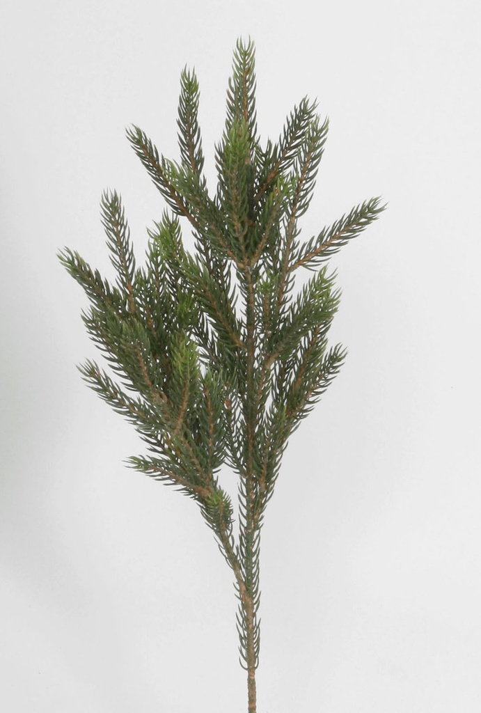 picea spray 