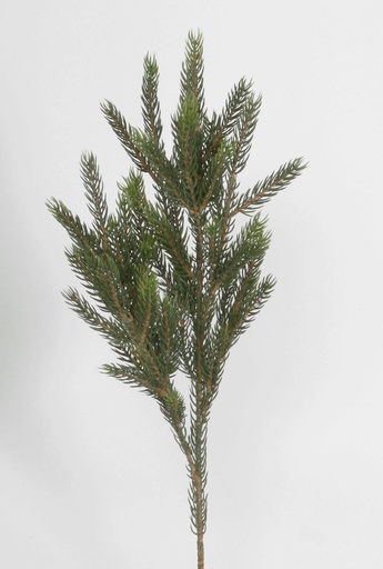 [5757] picea spray 
