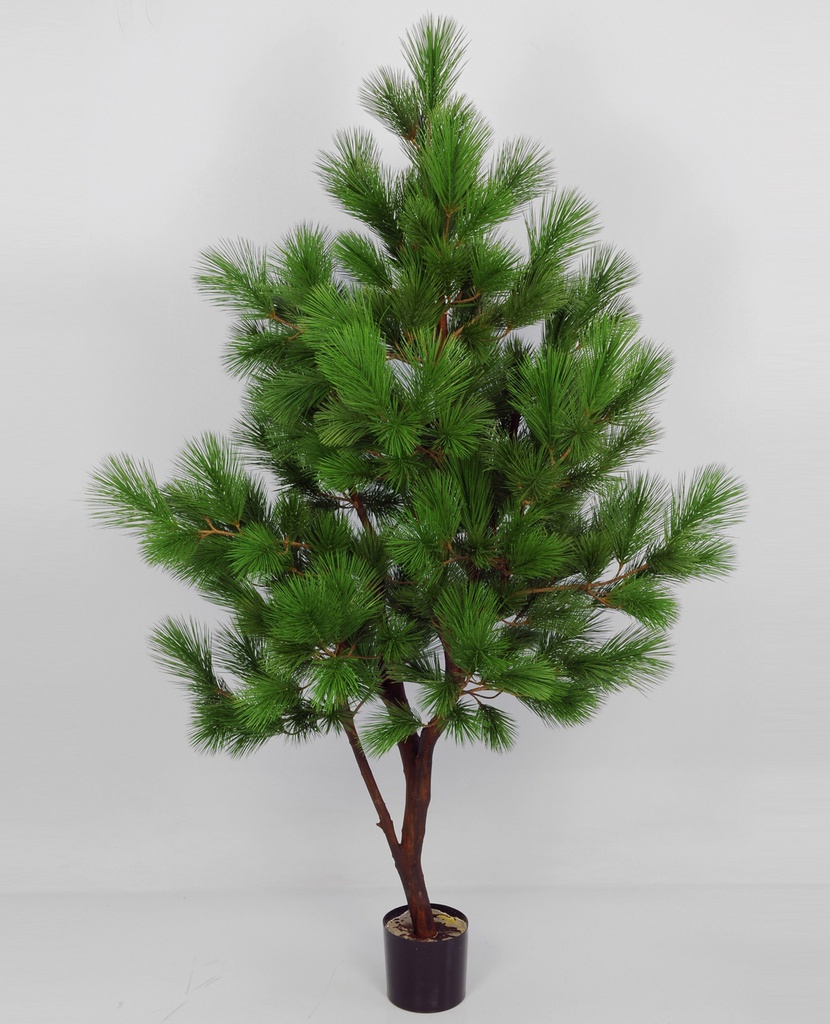 Pine Tree 