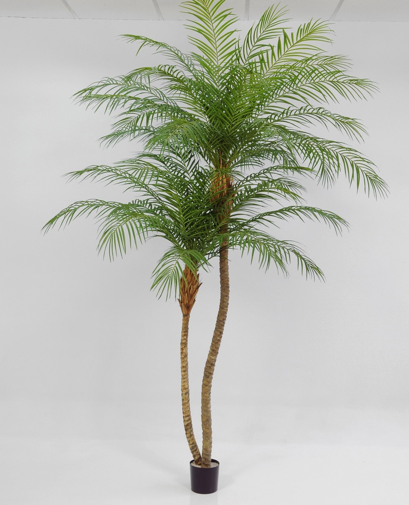 phoenix palm 