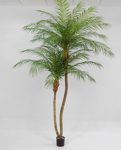 phoenix palm 