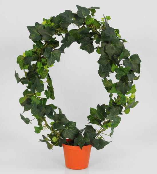 ivy 