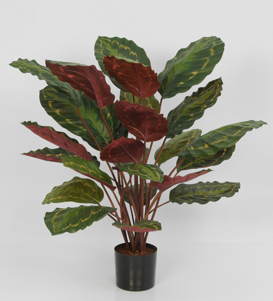 calathea roseopicta 