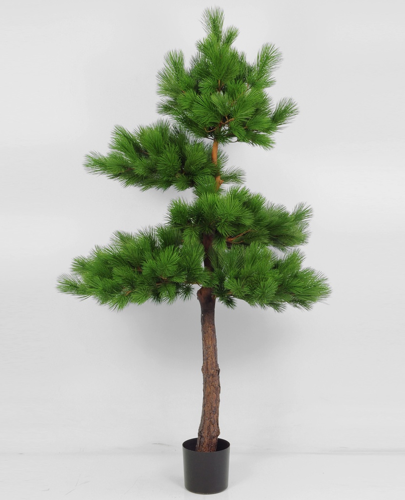pine tree 