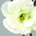 [9718] Lisiantus (Alternative 2)