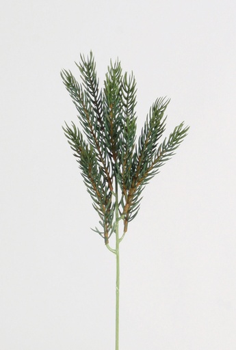 picea pick 