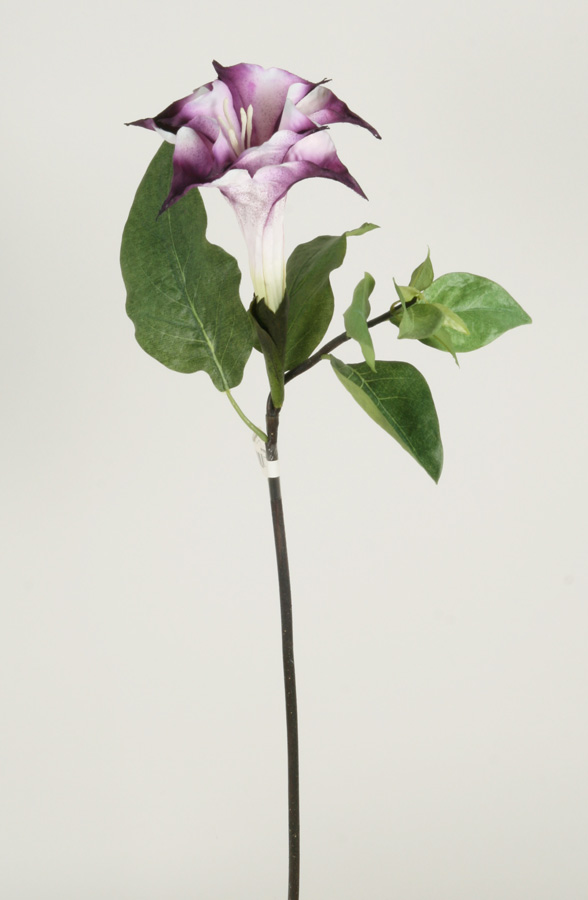Datura