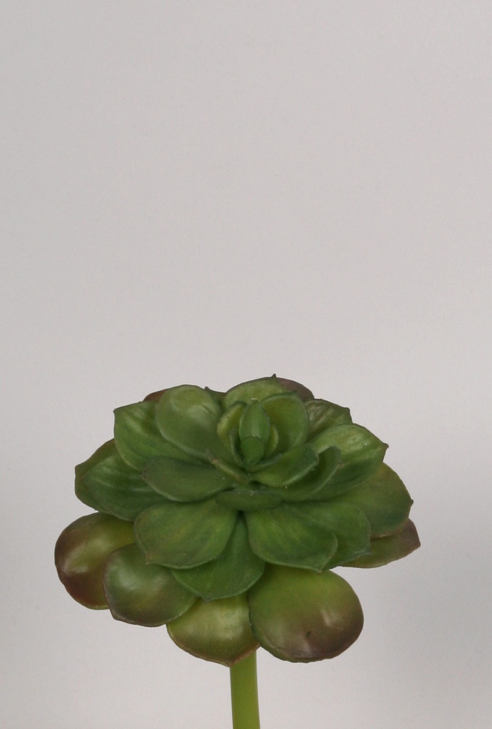 echeveria 