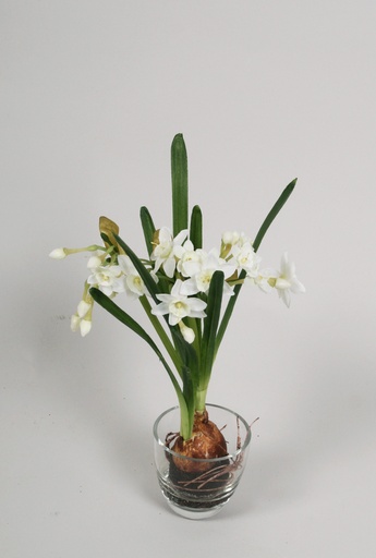 narcissus with bulb in water white 