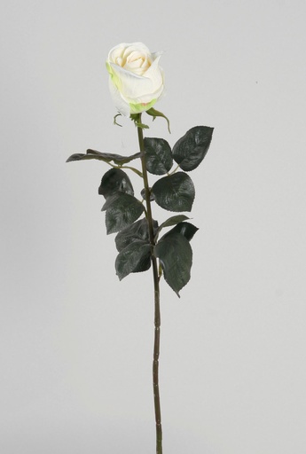 rose cream green 
