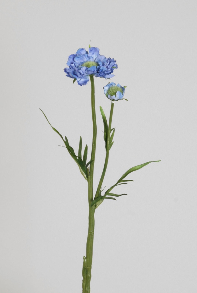 scabiosa light blue 