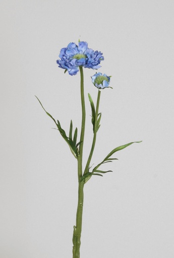 [7104] scabiosa light blue 