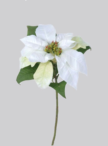 Poinsettia