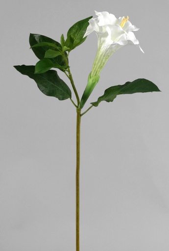 Datura
