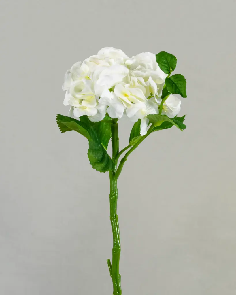 Hydrangea
