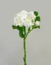 Hydrangea