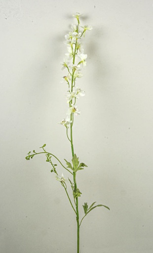 [6967] delphinium cream 