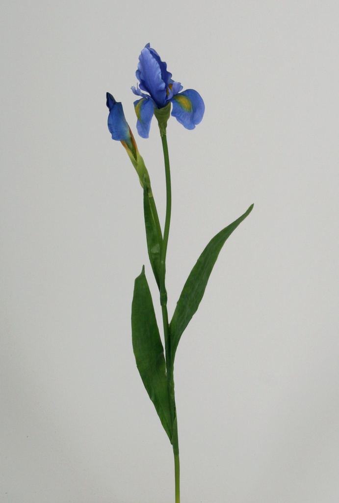 Iris blue 