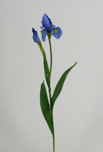 Iris blue 