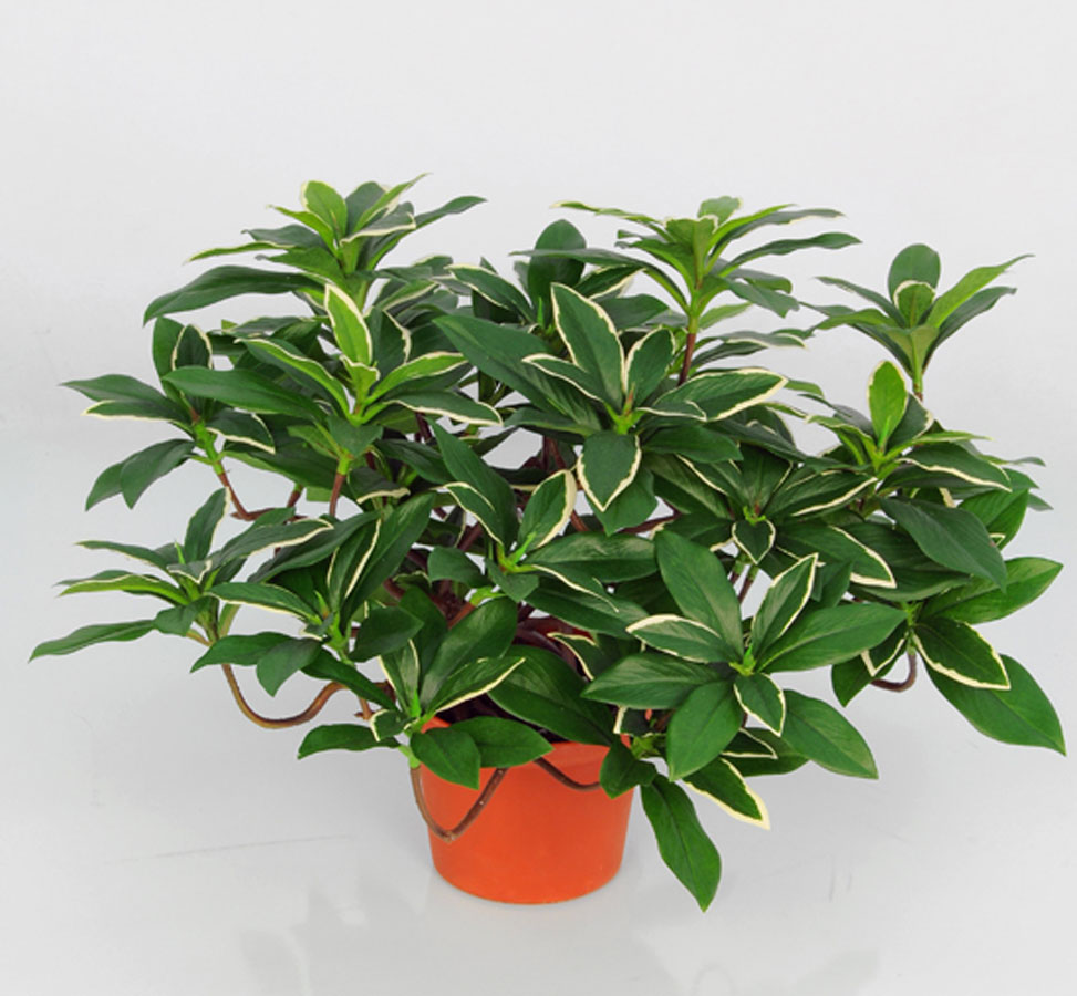 euonymus japonicus 