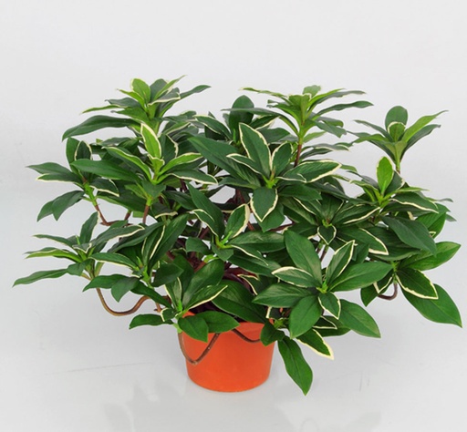 [5766] euonymus japonicus 
