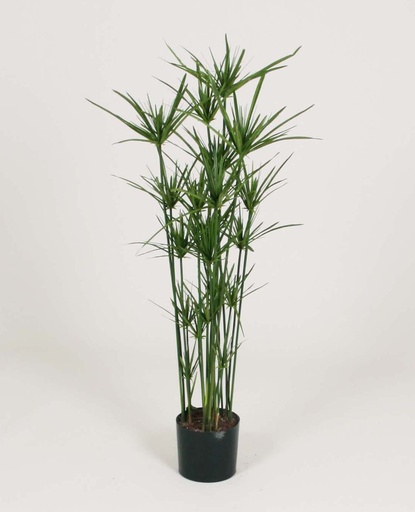 [1181-110] papyrus 