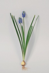 [6871] Muscari (Alternative 1)