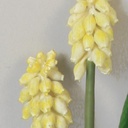 [6872] Muscari (Alternative 2)