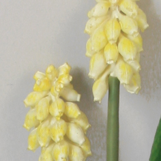 [6872] Muscari (Alternative 2)