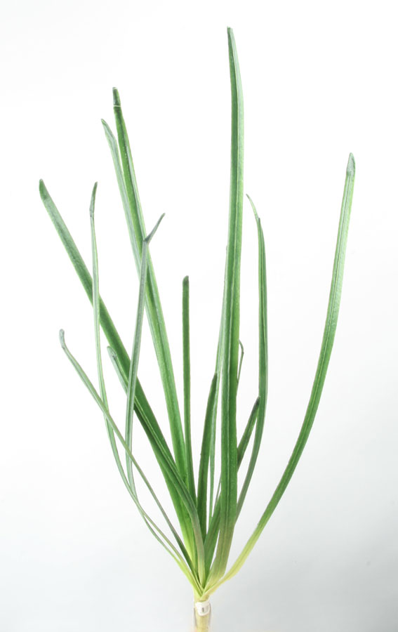 grass 