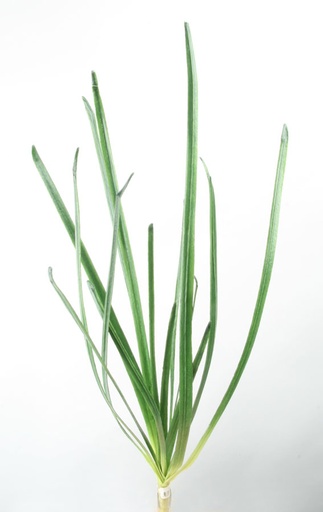 grass 