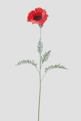 [6979] iceland poppy red 