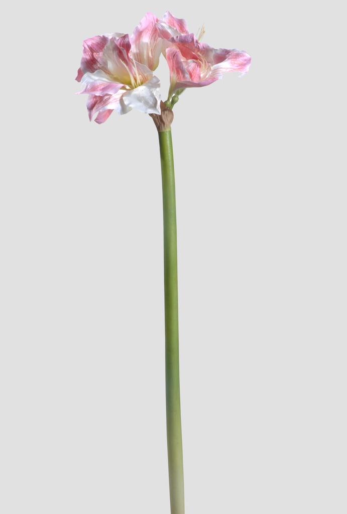 Amaryllis cream pink 