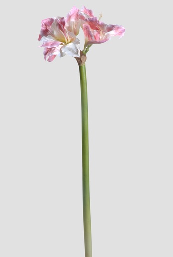 Amaryllis cream pink 