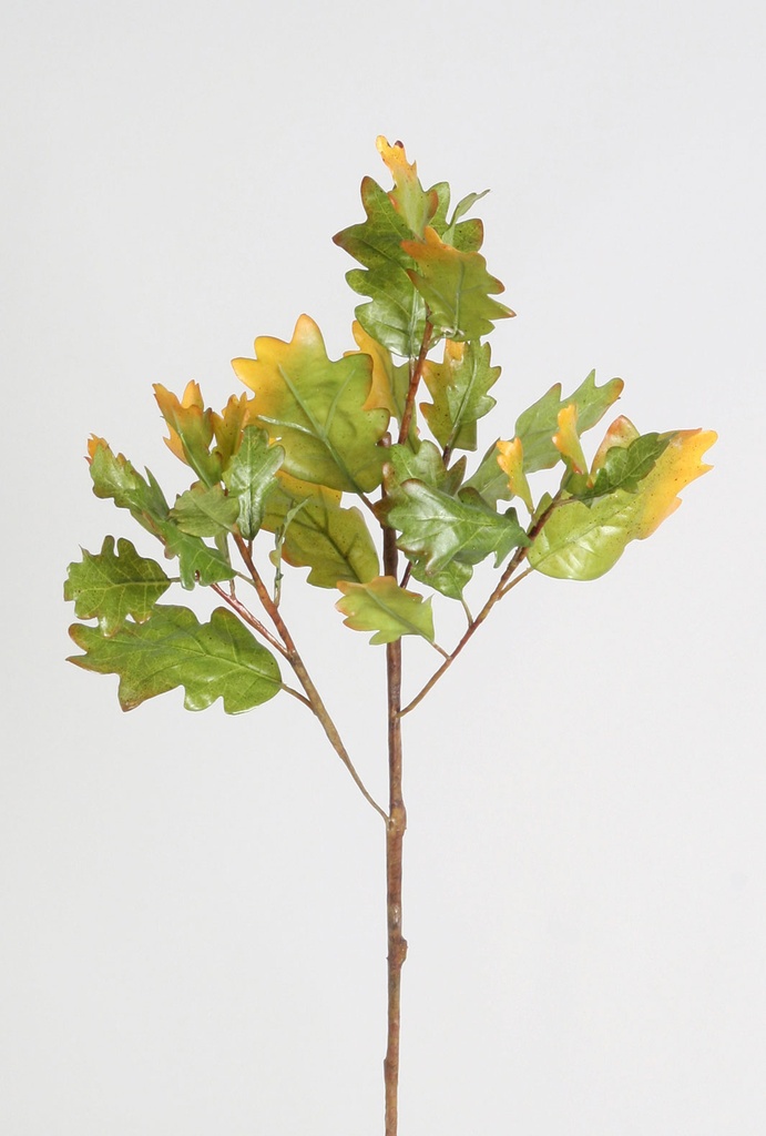 Oak Spray 