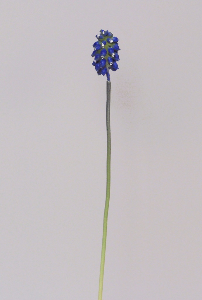 Muscari