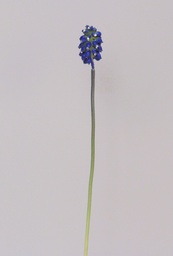 [6749] Muscari (Alternative 1)