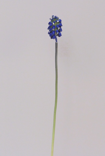 Muscari