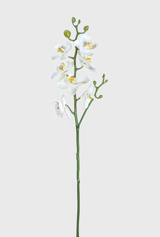 phalaenopsis 