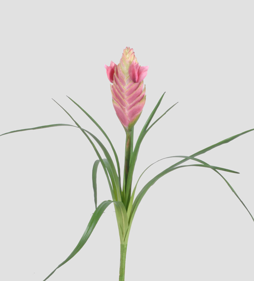 tillandsia  