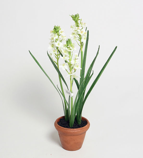 ornithogalum 