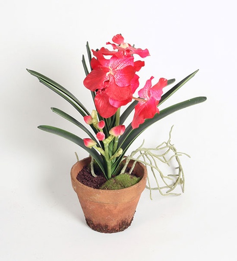 [6995] wanda orchid 