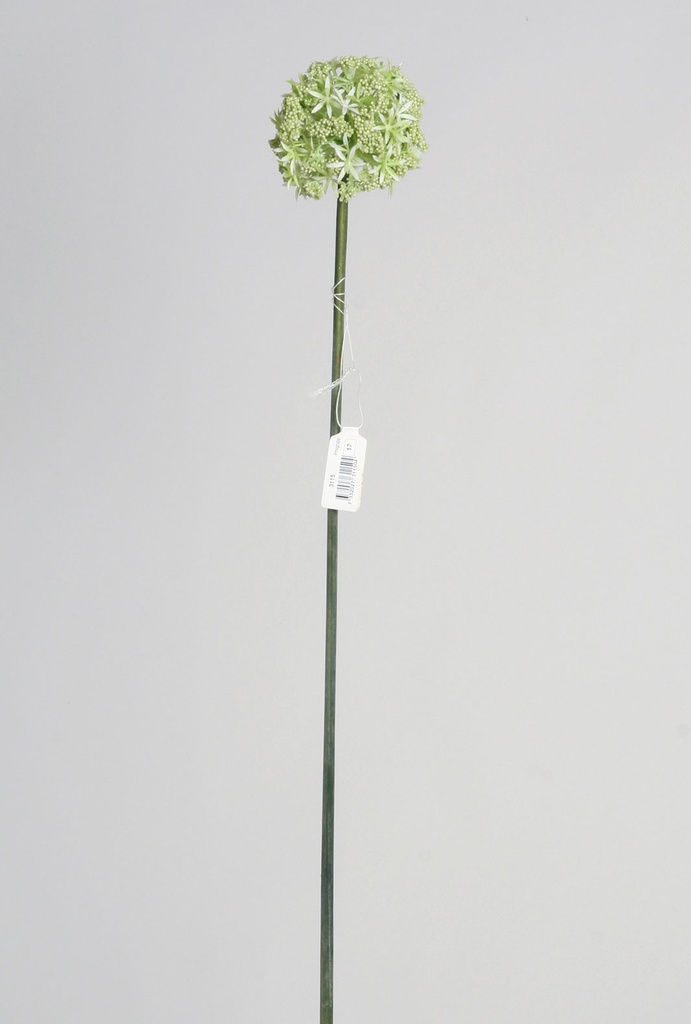 allium green 