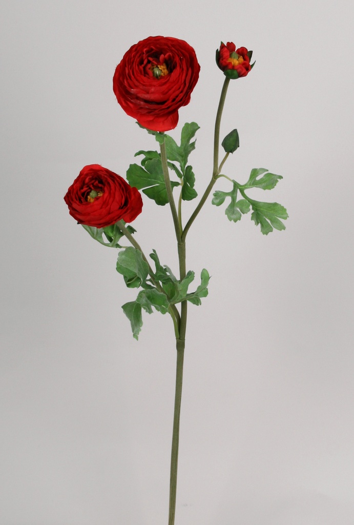 ranunculus spray red 